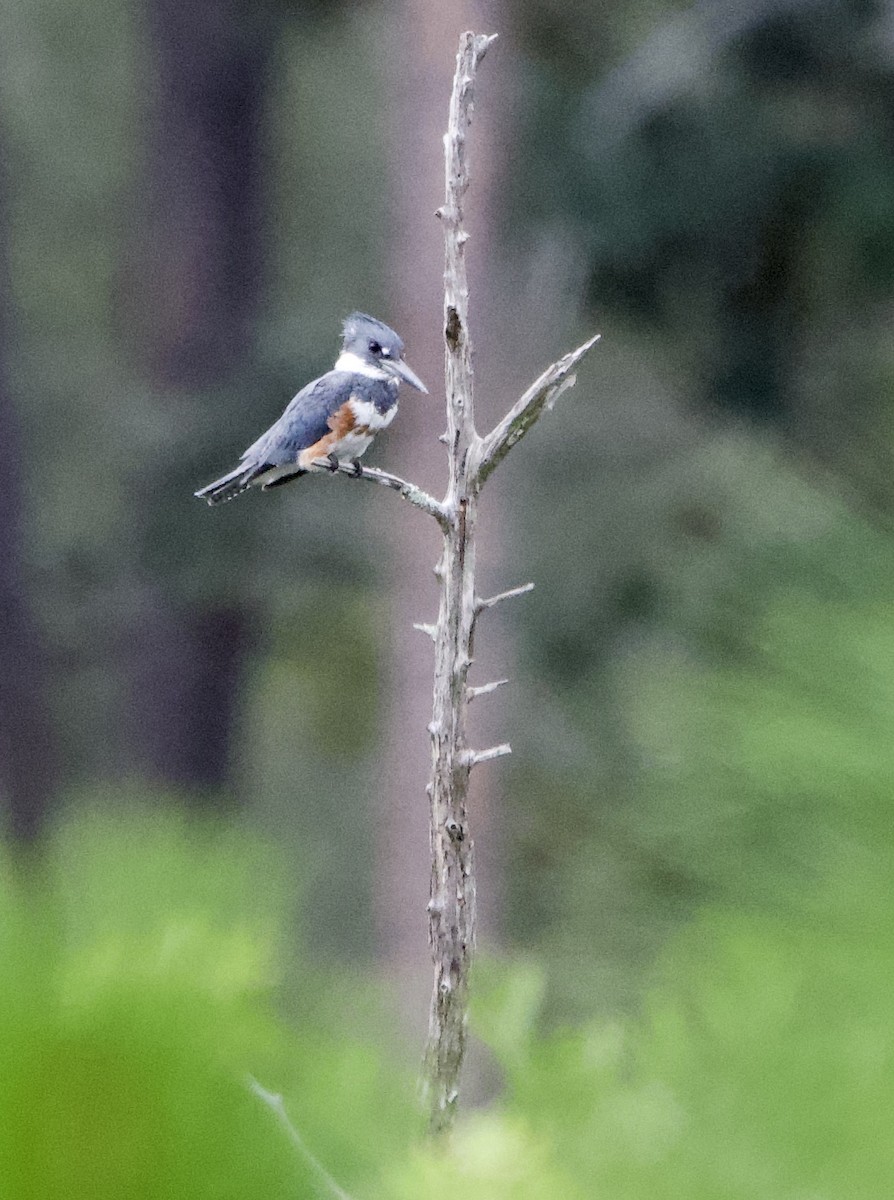 Belted Kingfisher - ML609721507