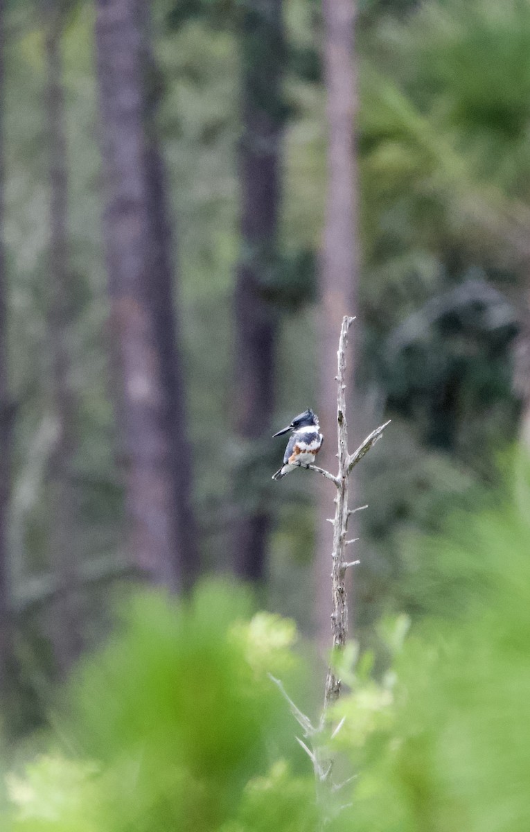 Belted Kingfisher - ML609721508