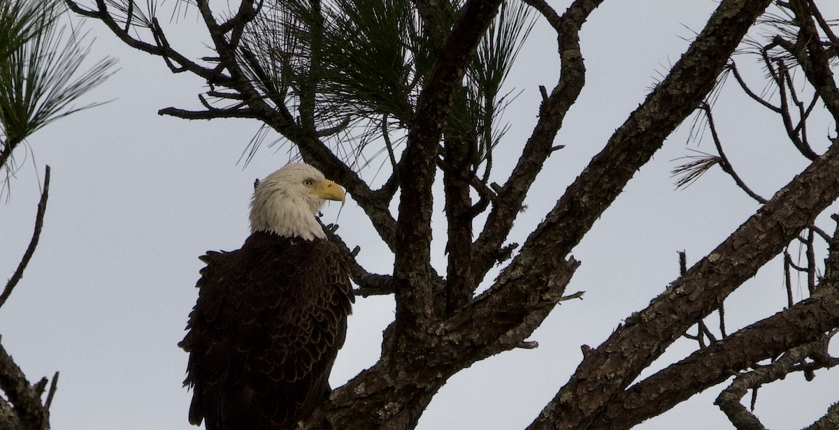 Bald Eagle - ML609721518