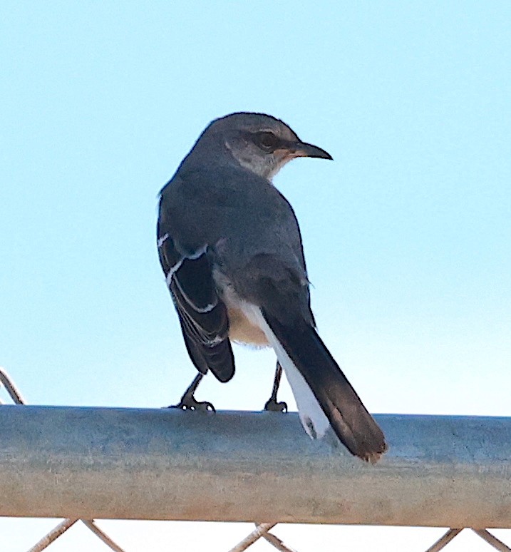 Northern Mockingbird - Mandy Talpas -Hawaii Bird Tours