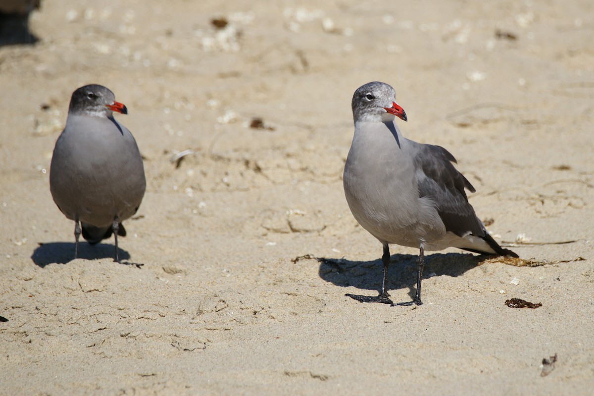 Heermann's Gull - B E