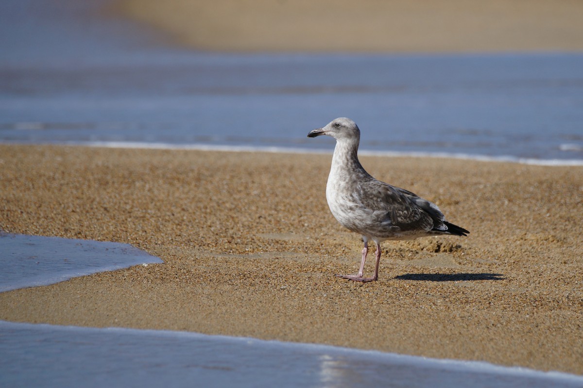 gull sp. - B E