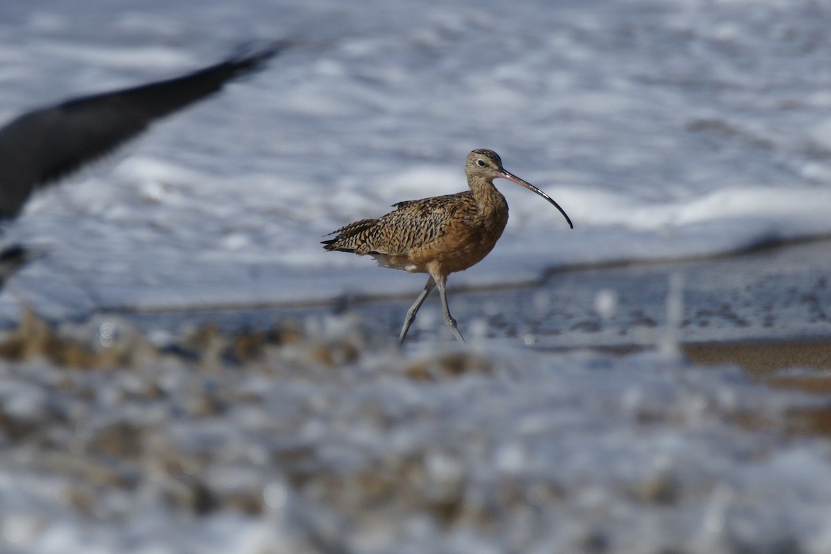 Long-billed Curlew - B E