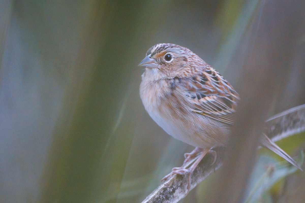 Grasshopper Sparrow - ML609721675