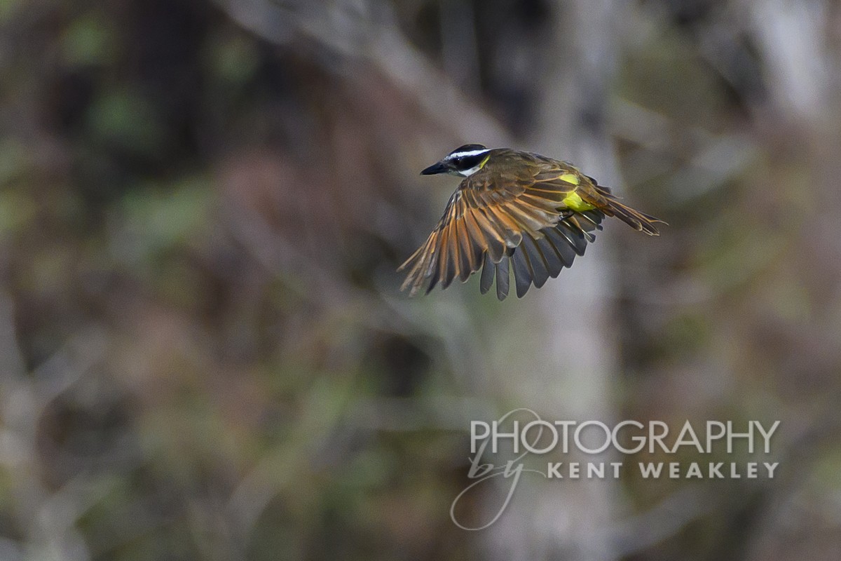 Great Kiskadee - ML609721713