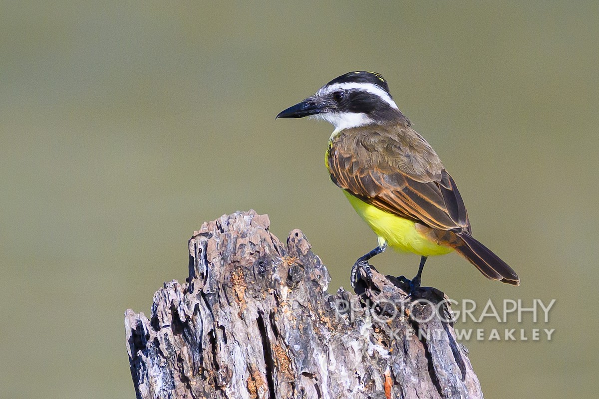 Great Kiskadee - ML609721714