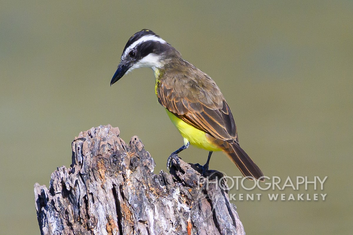 Great Kiskadee - ML609721715