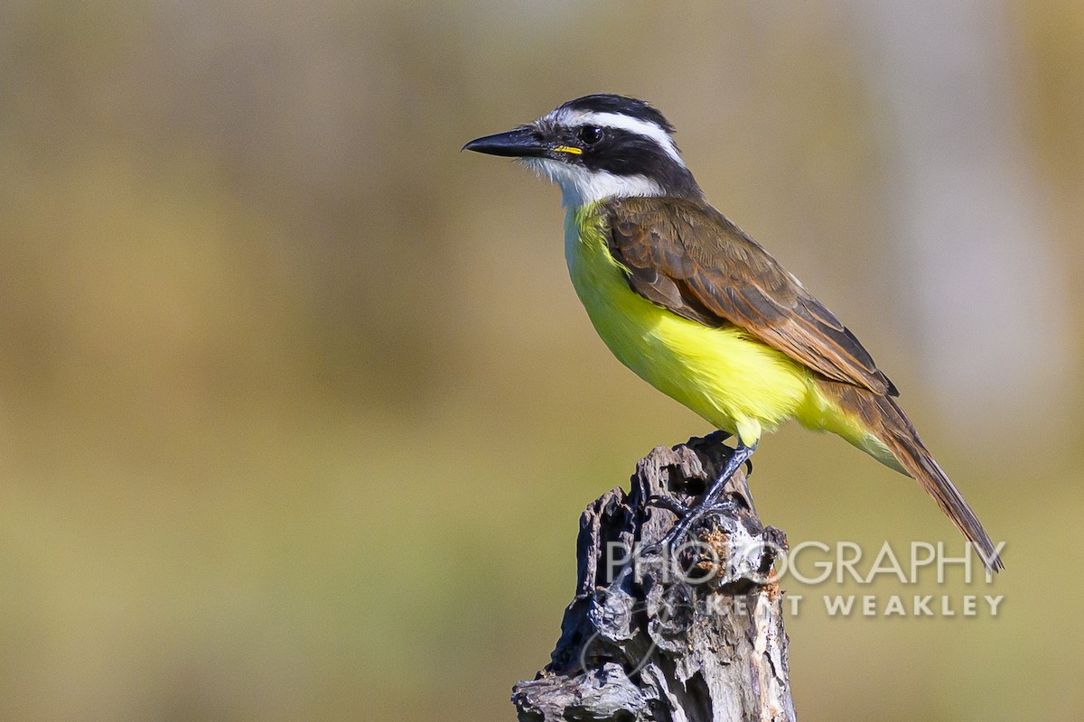 Great Kiskadee - ML609721720