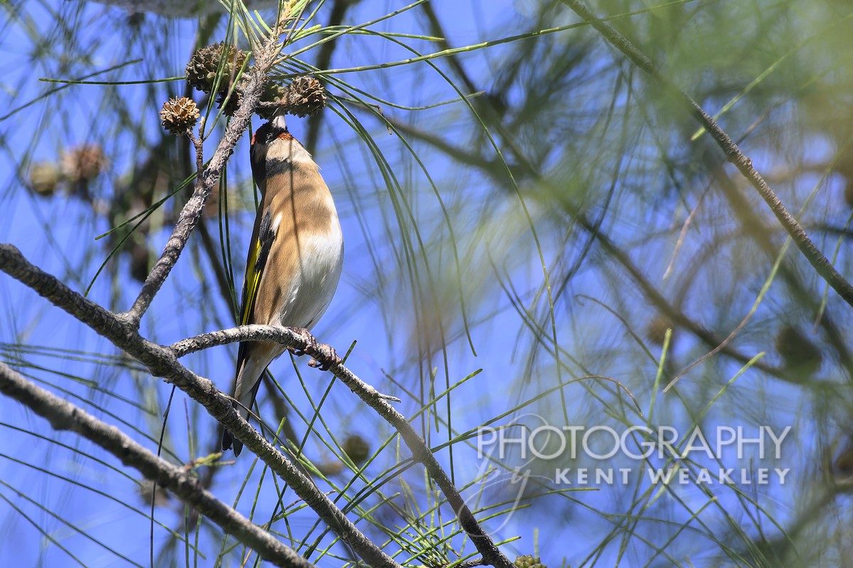 Chardonneret élégant - ML609721777