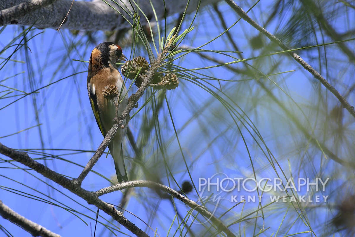 European Goldfinch - ML609721778