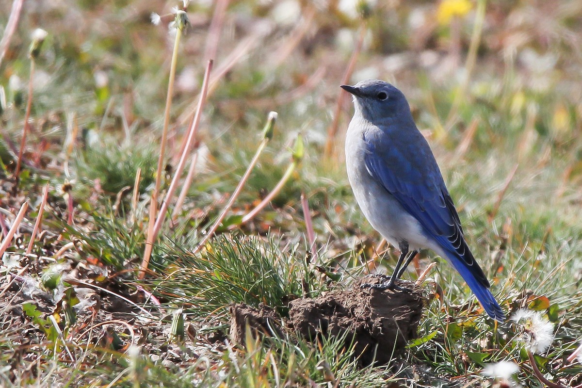 Mountain Bluebird - Jared Howard