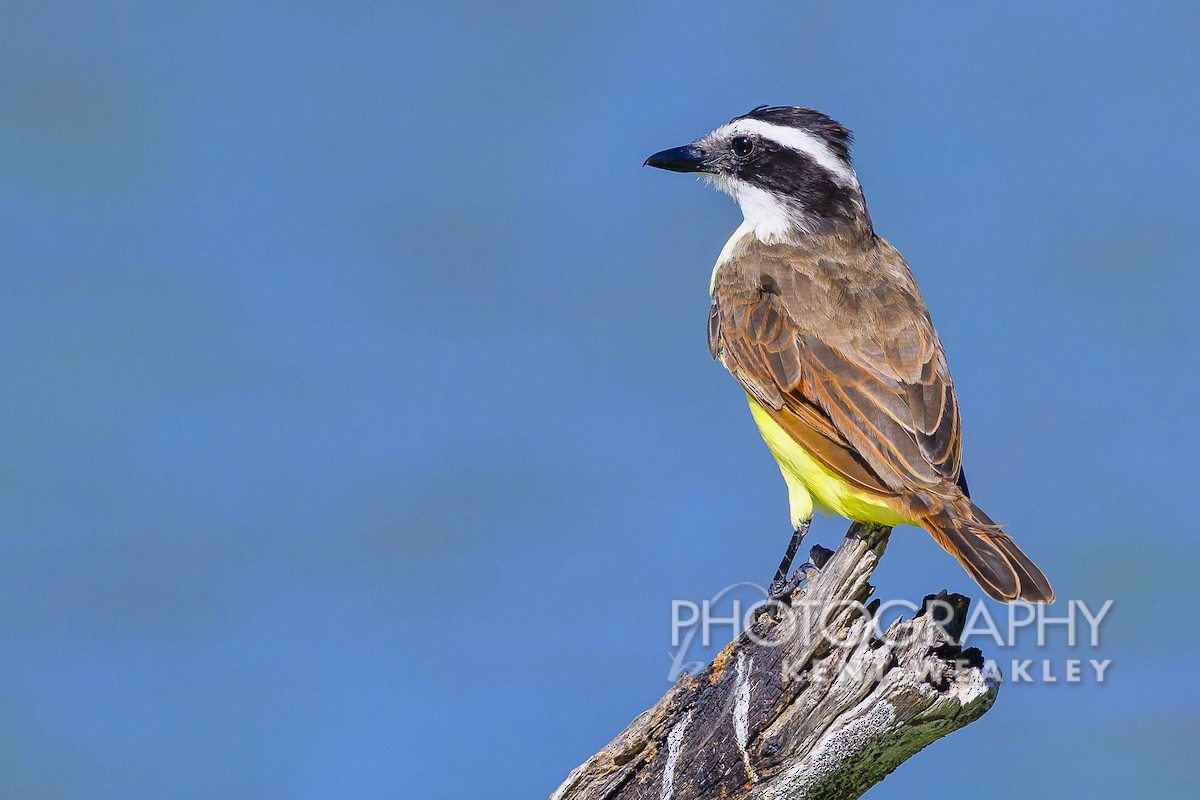 Great Kiskadee - ML609721798