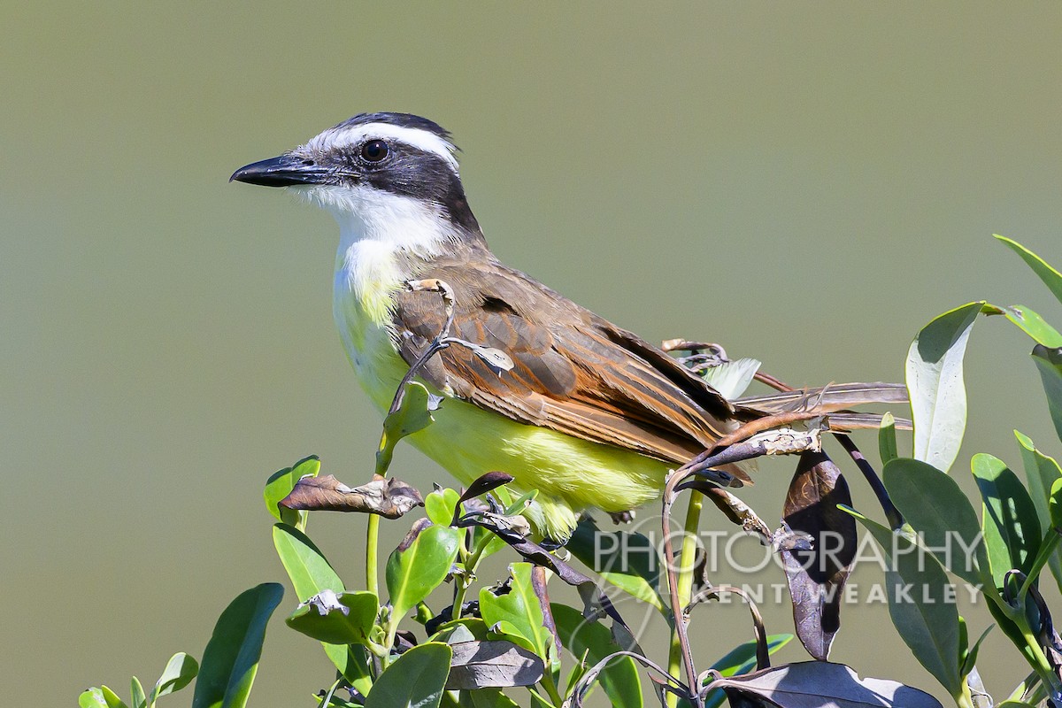 Great Kiskadee - ML609721799