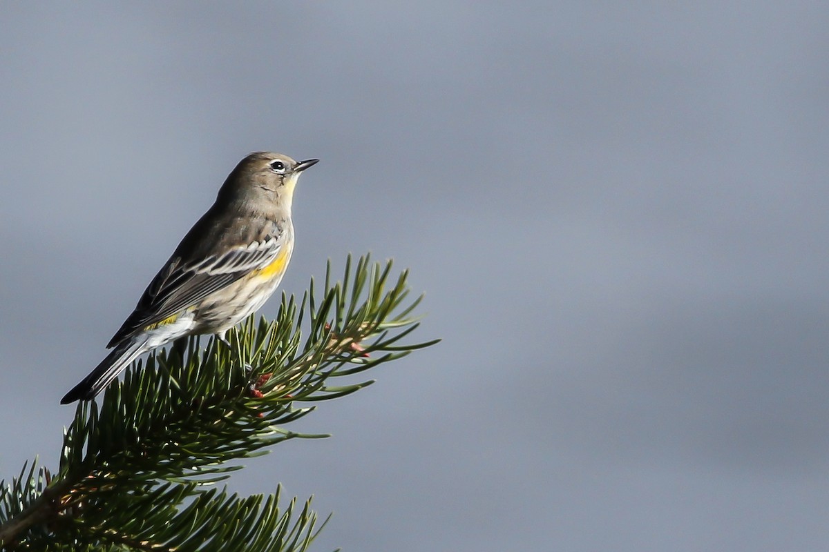 Yellow-rumped Warbler - Jared Howard