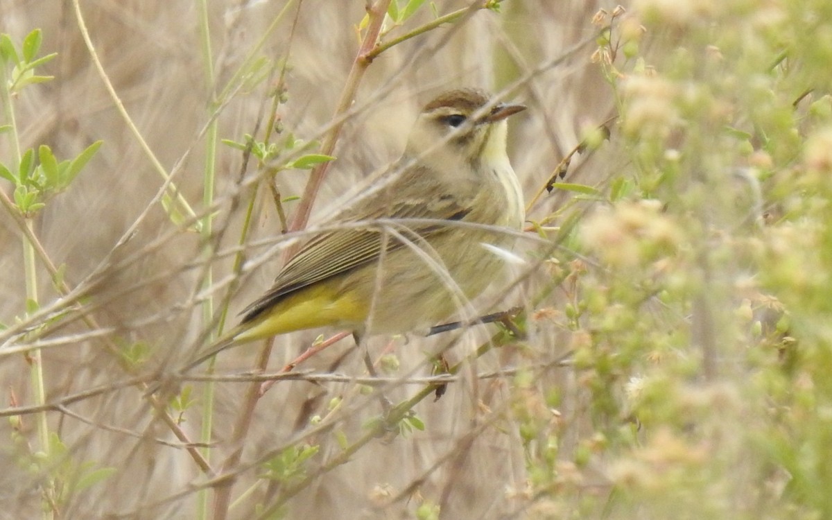 Palm Warbler - ML609721858