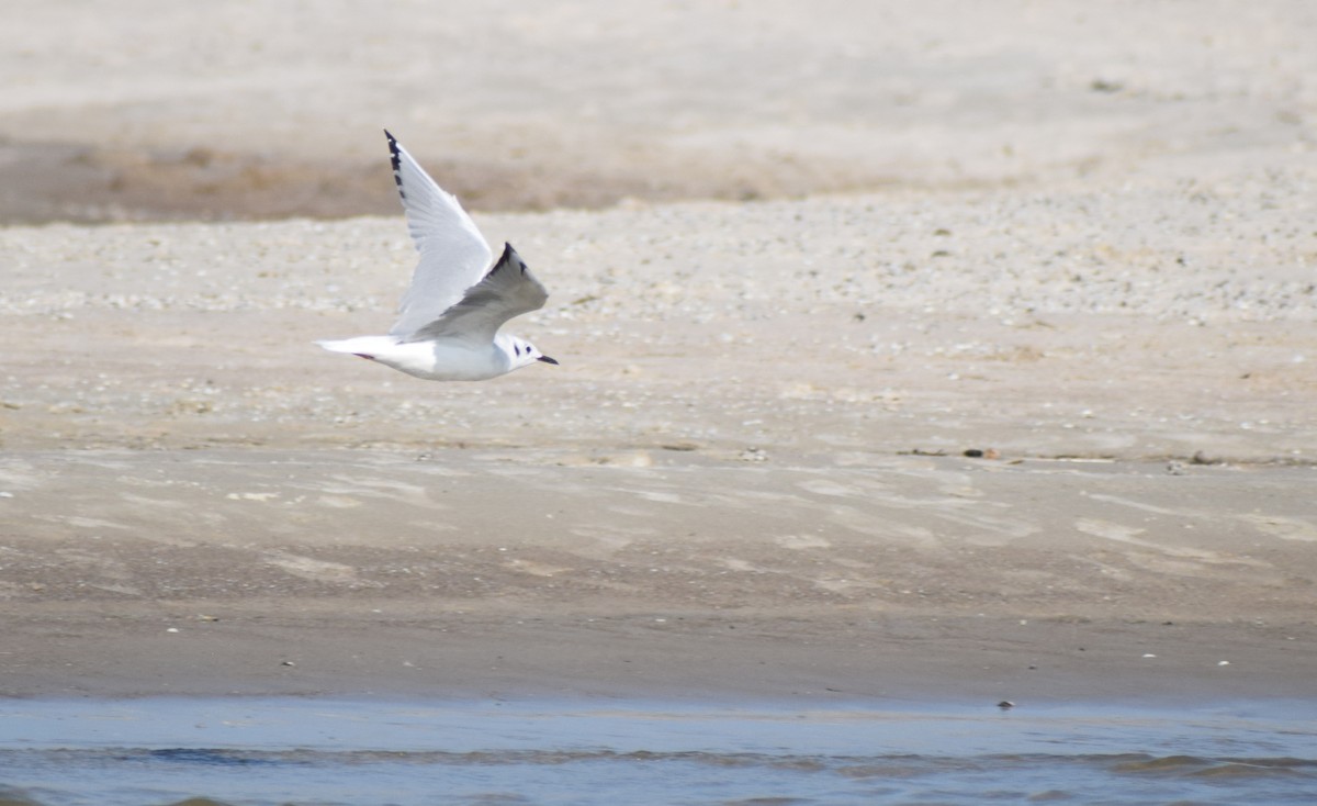 Bonaparte's Gull - ML609721866