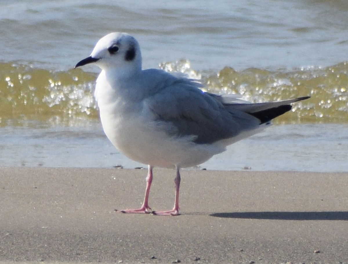 Bonaparte's Gull - ML609721867