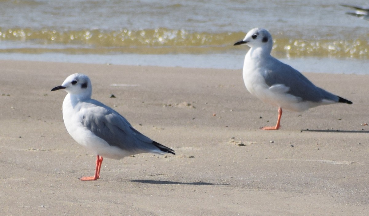 Bonaparte's Gull - ML609721868