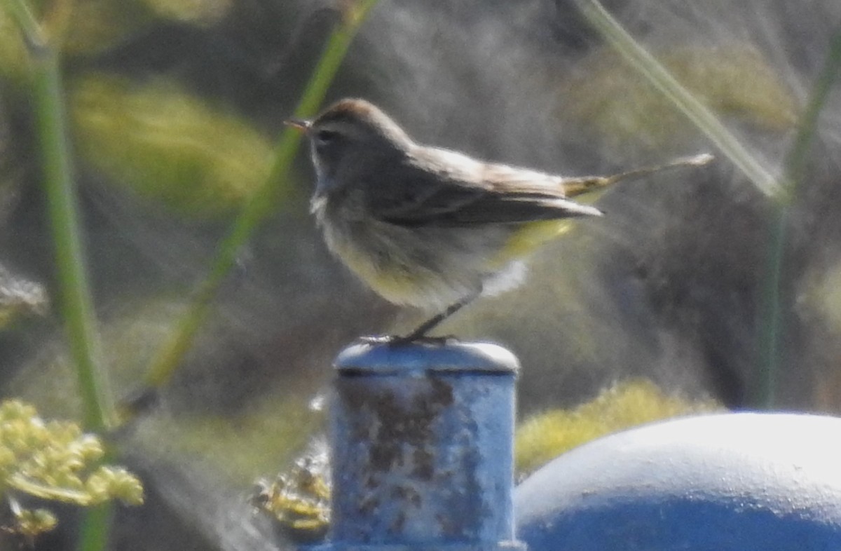 Palm Warbler - ML609721885