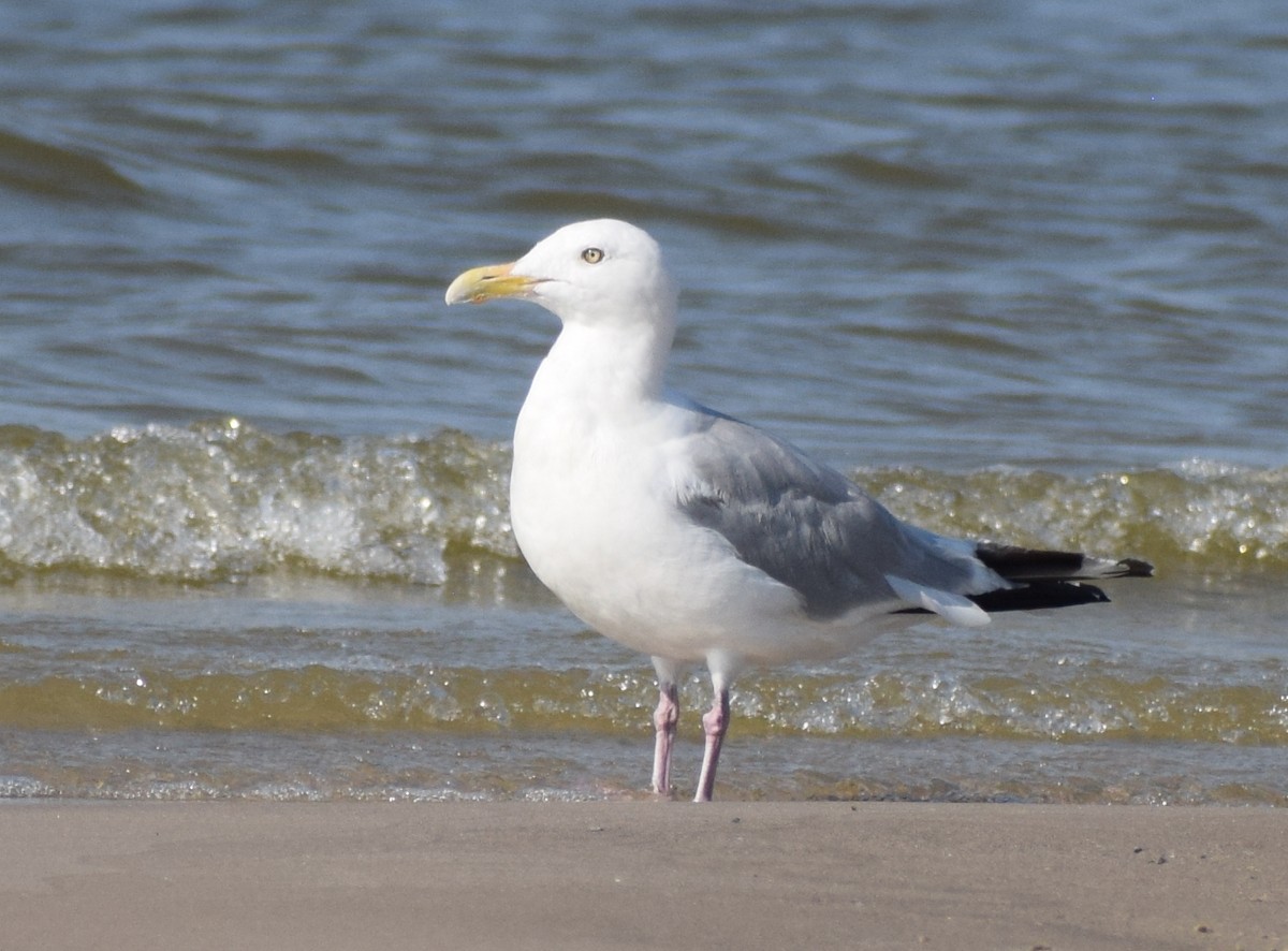 Gaviota Argéntea - ML609721890