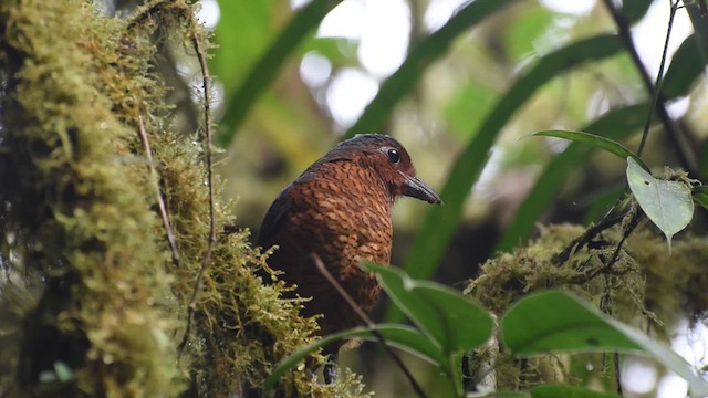 Giant Antpitta - ML609721920