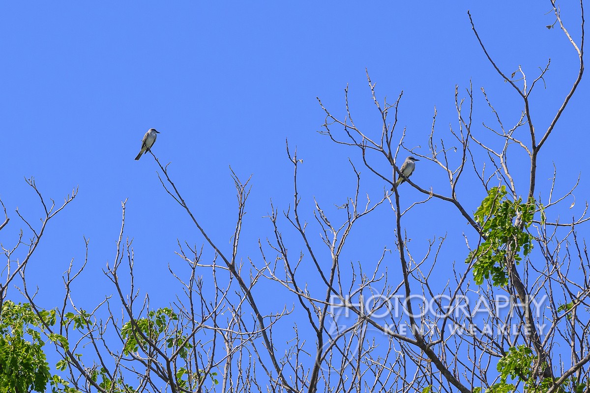 Gray Kingbird - ML609721986