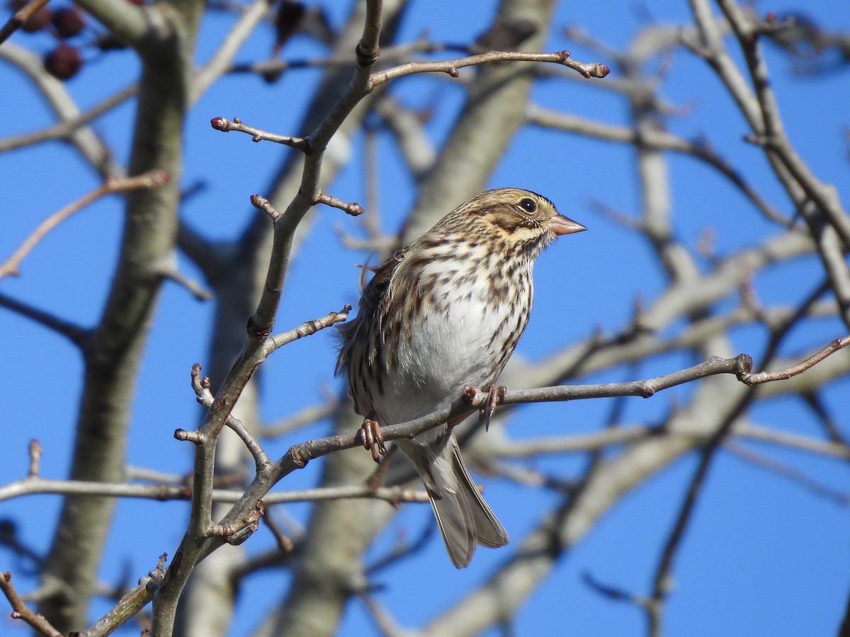 Savannah Sparrow - Daniel Jonas