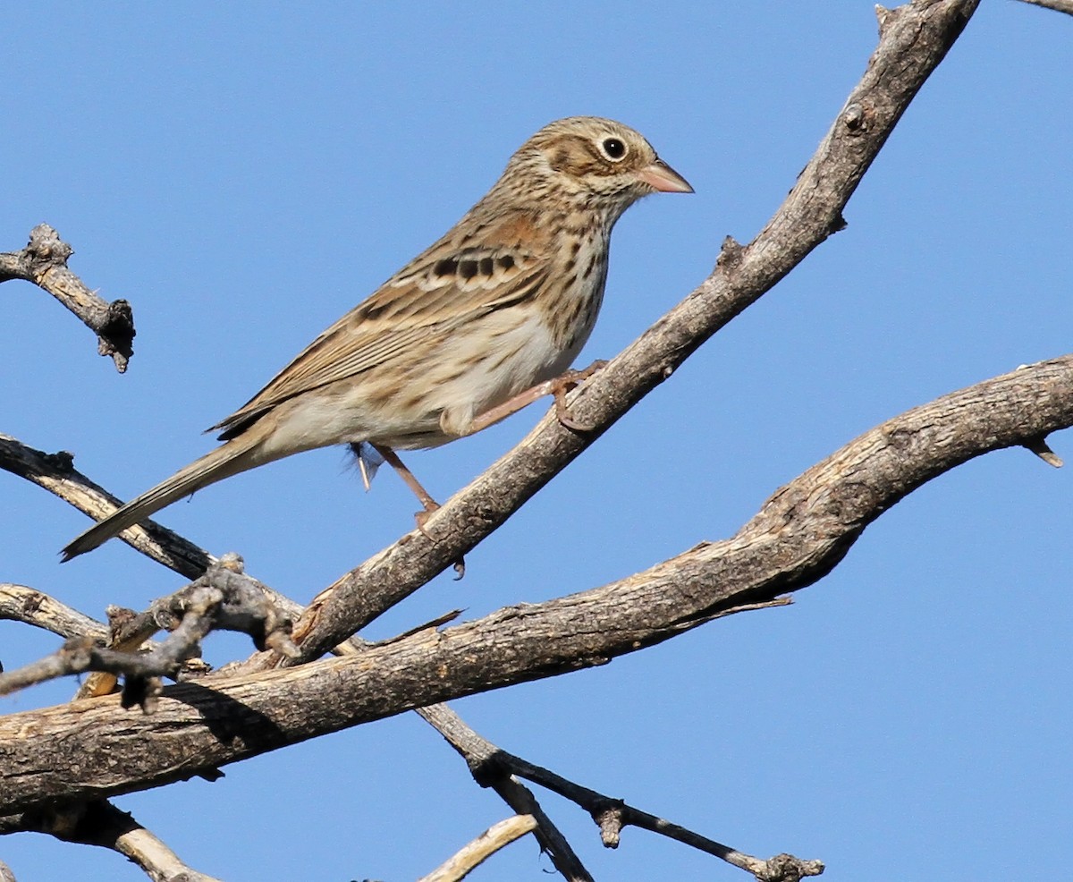 Vesper Sparrow - ML609722024