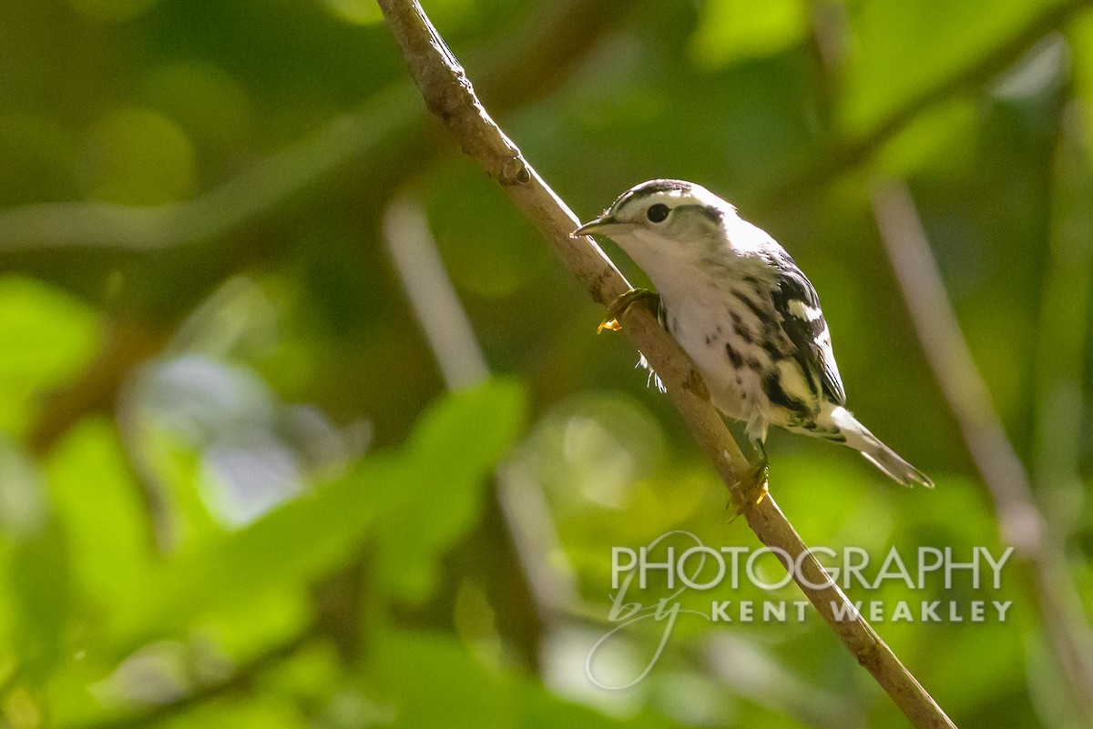 Black-and-white Warbler - ML609722029