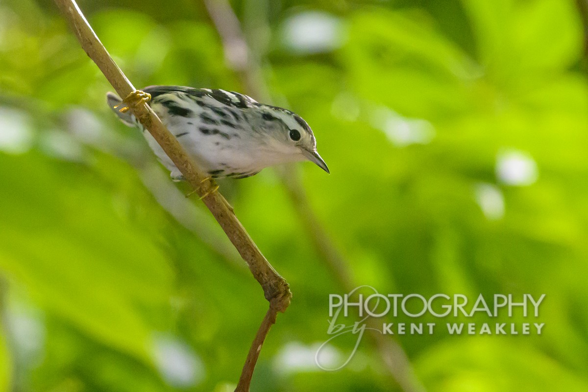 Black-and-white Warbler - ML609722030