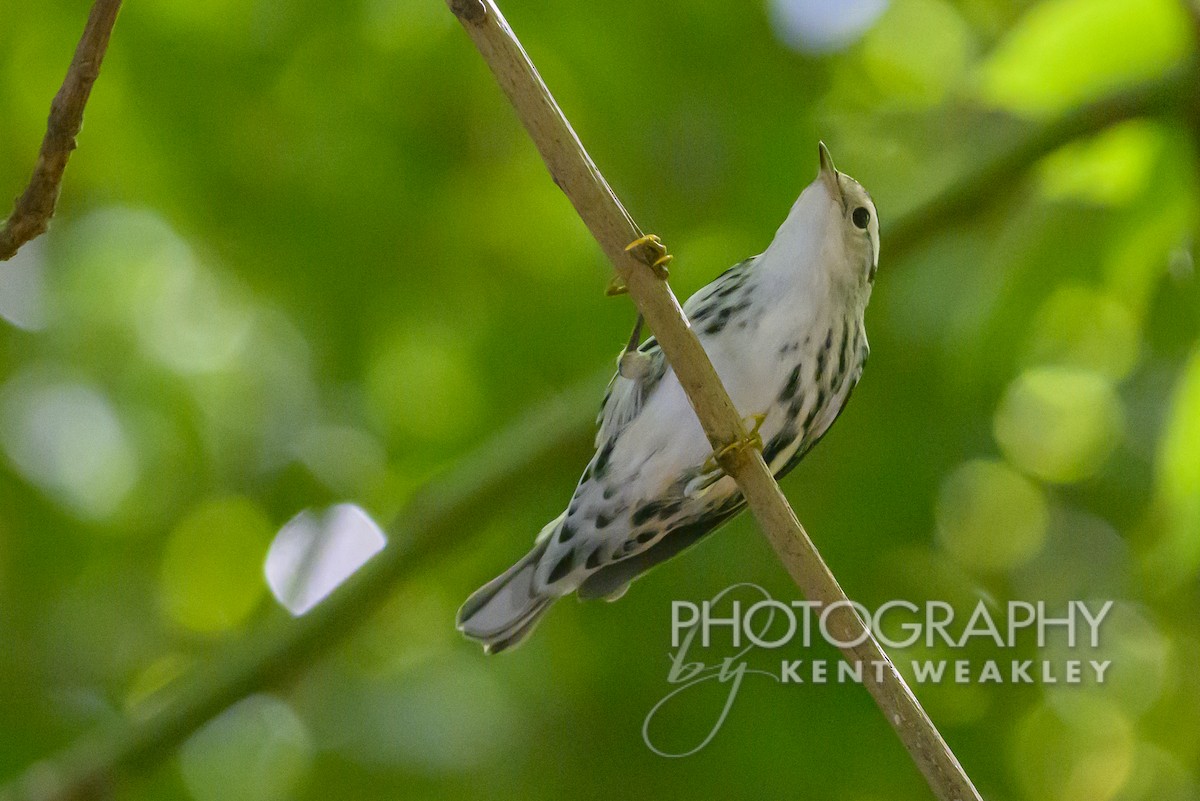 Black-and-white Warbler - ML609722032