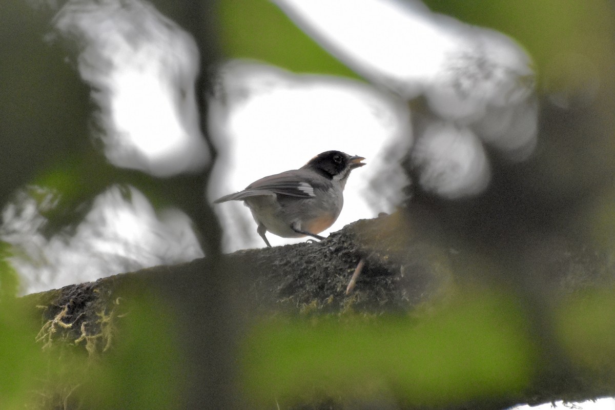 White-winged Brushfinch (White-winged) - Ethan Borland