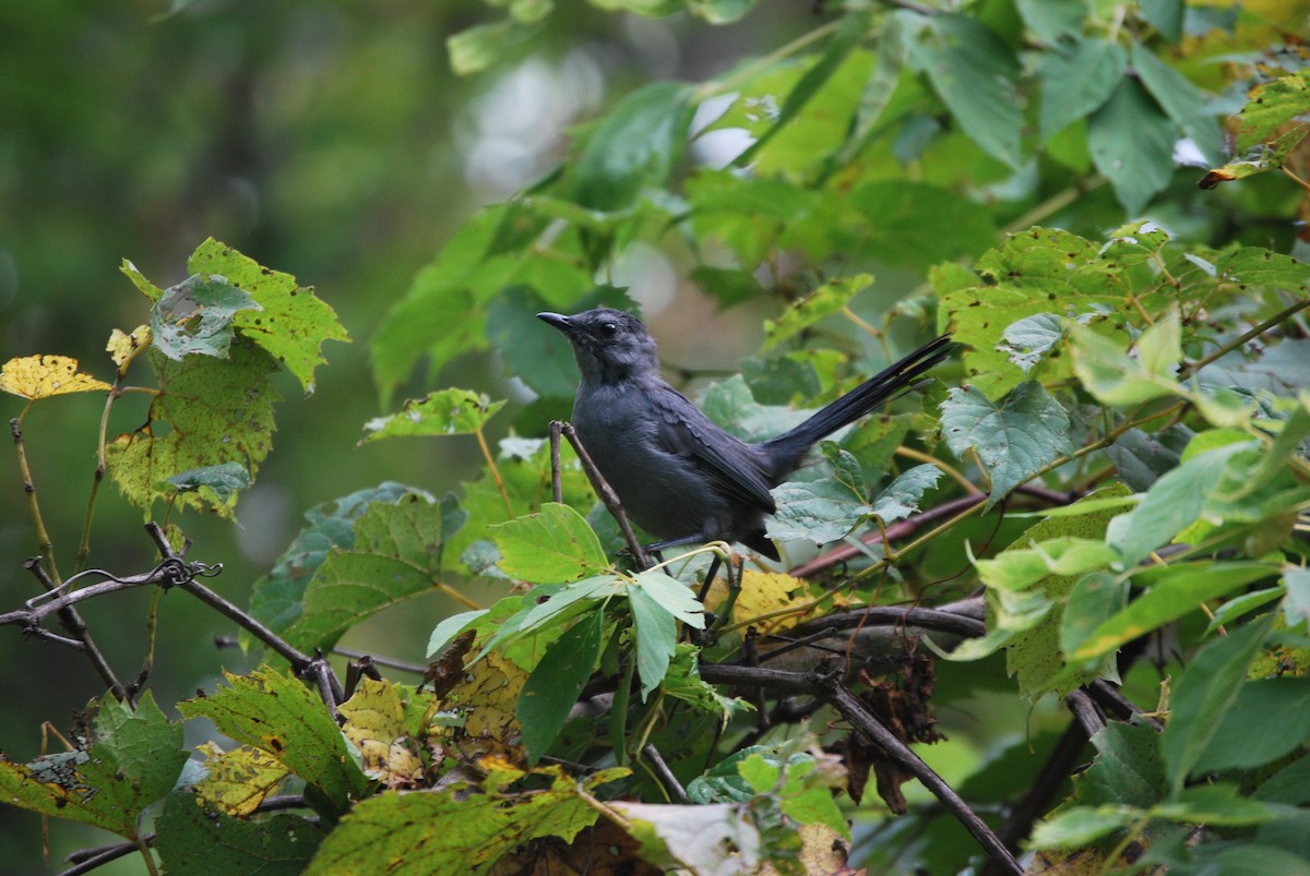 Gray Catbird - Mason Preston