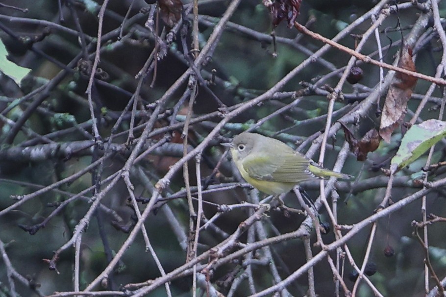 Nashville Warbler - Gang Wu