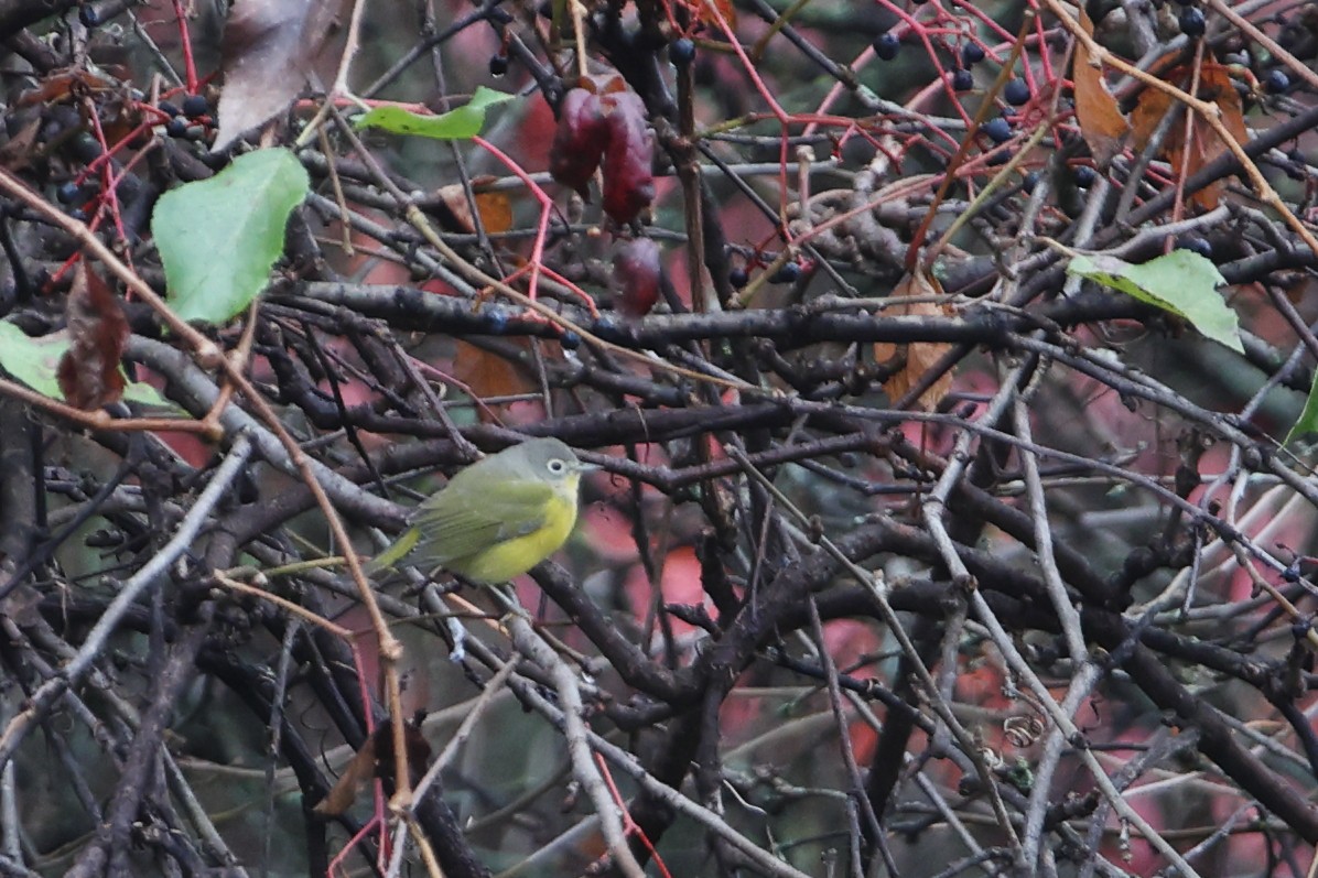 Nashville Warbler - Gang Wu