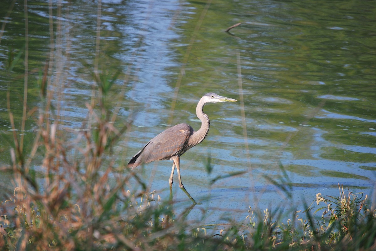 Great Blue Heron - ML609722507