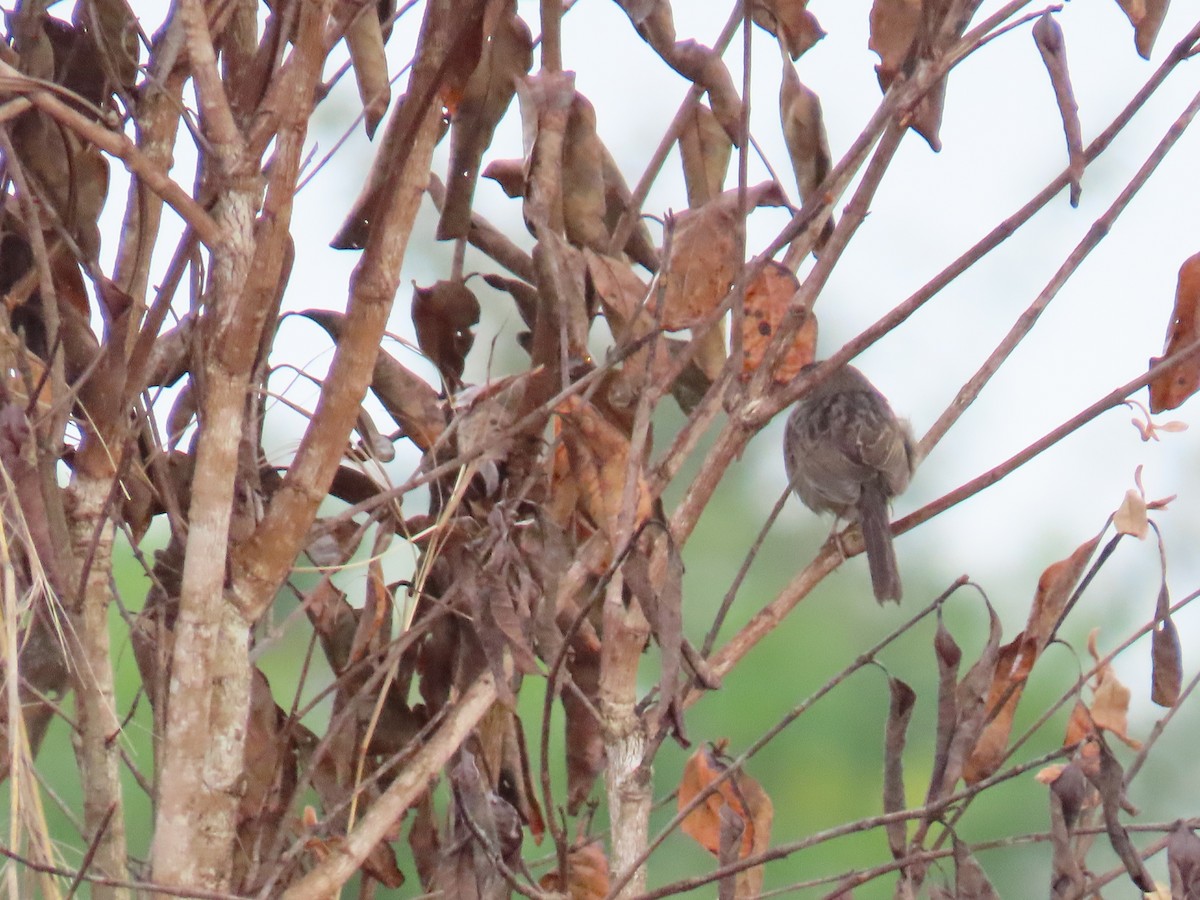 Botteri's Sparrow (Peten) - ML609722584