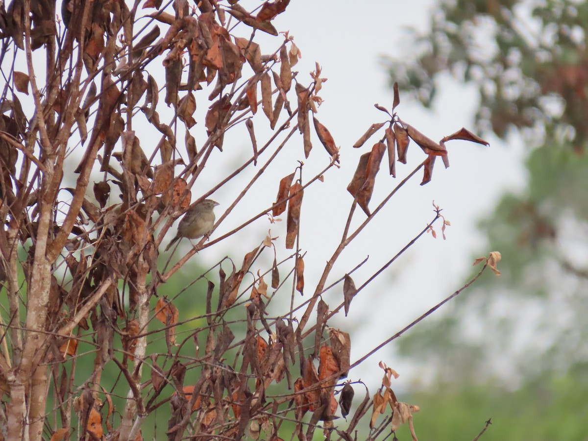 Botteri's Sparrow (Peten) - ML609722586