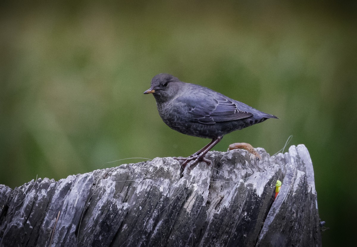 American Dipper - ML609722606