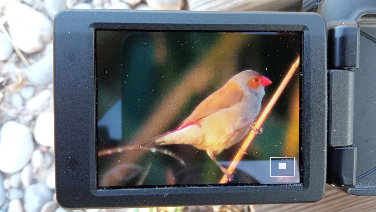 Orange-cheeked Waxbill - ML609722630