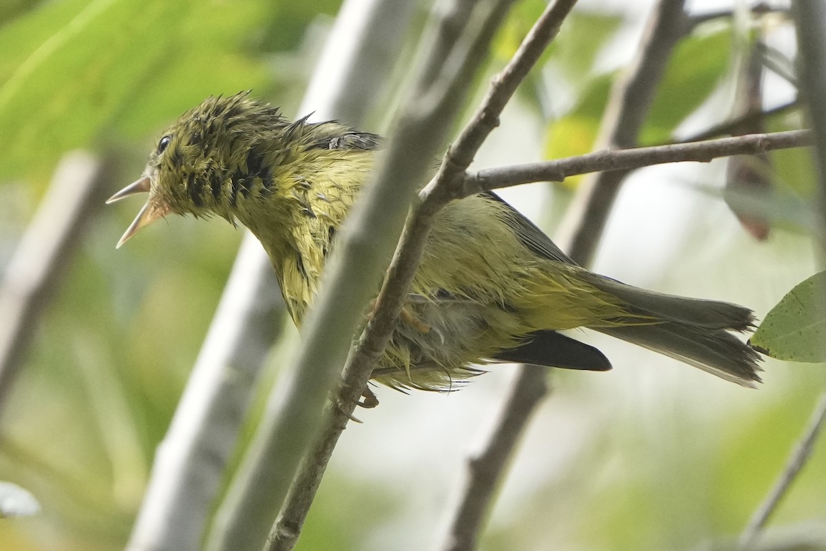 Orange-crowned Warbler - Pamela Viale