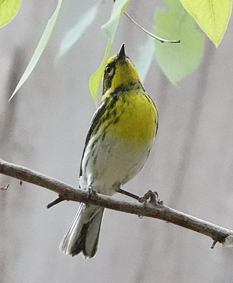 Townsend's Warbler - ML609722758