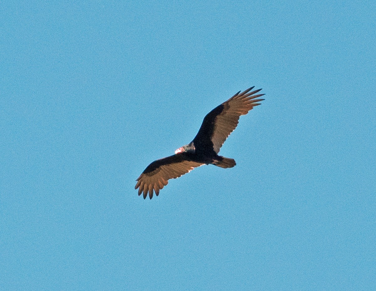Turkey Vulture - ML609722809