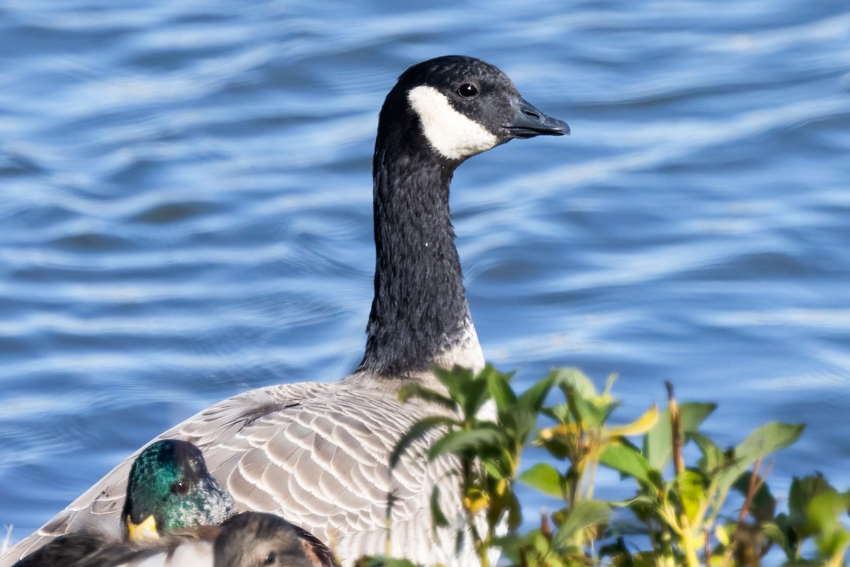 Cackling Goose - Andrew Hart