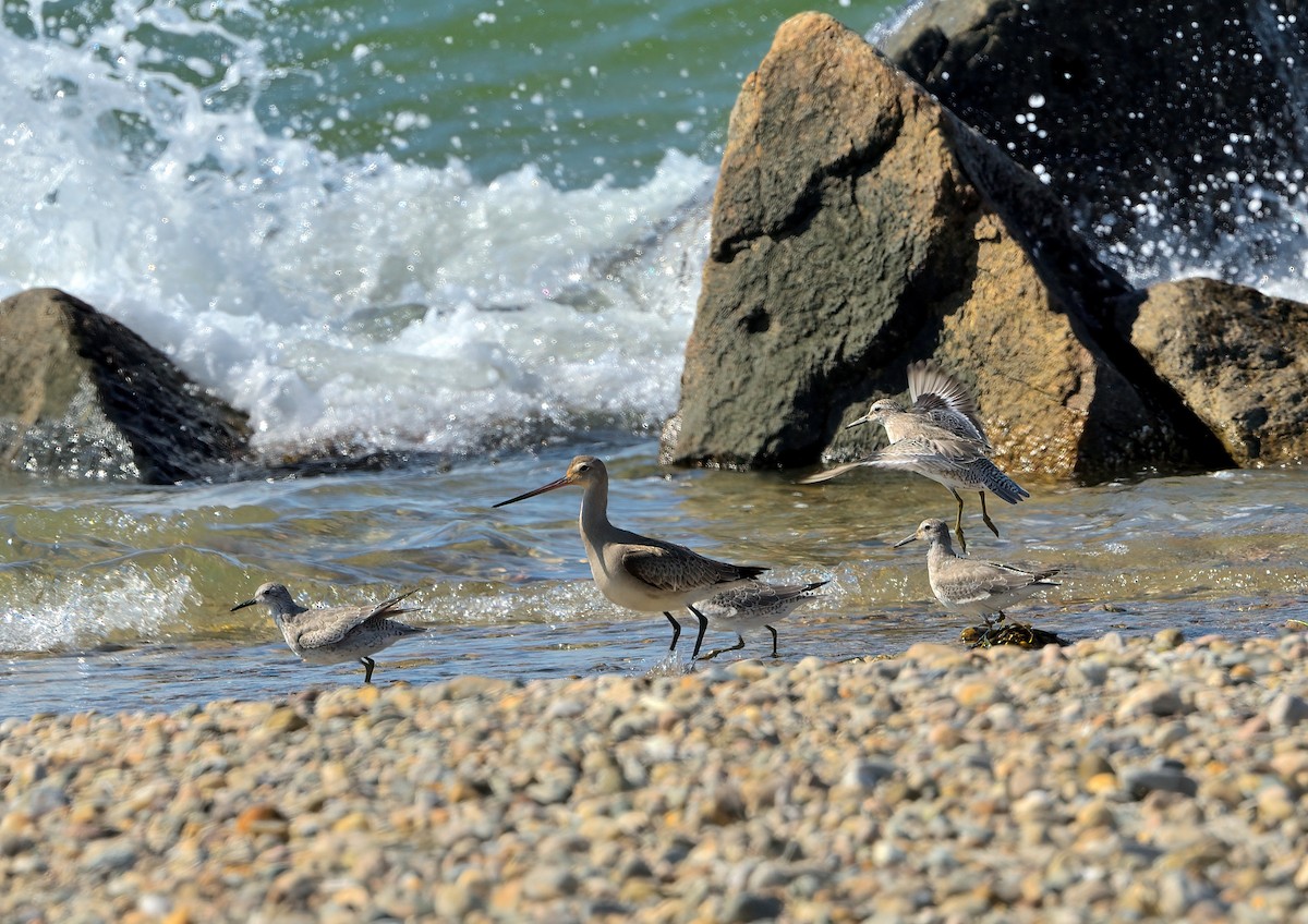 Hudsonian Godwit - ML609723097