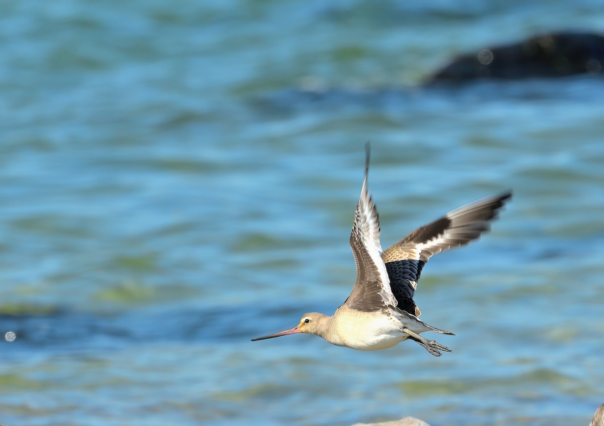 Hudsonian Godwit - ML609723098