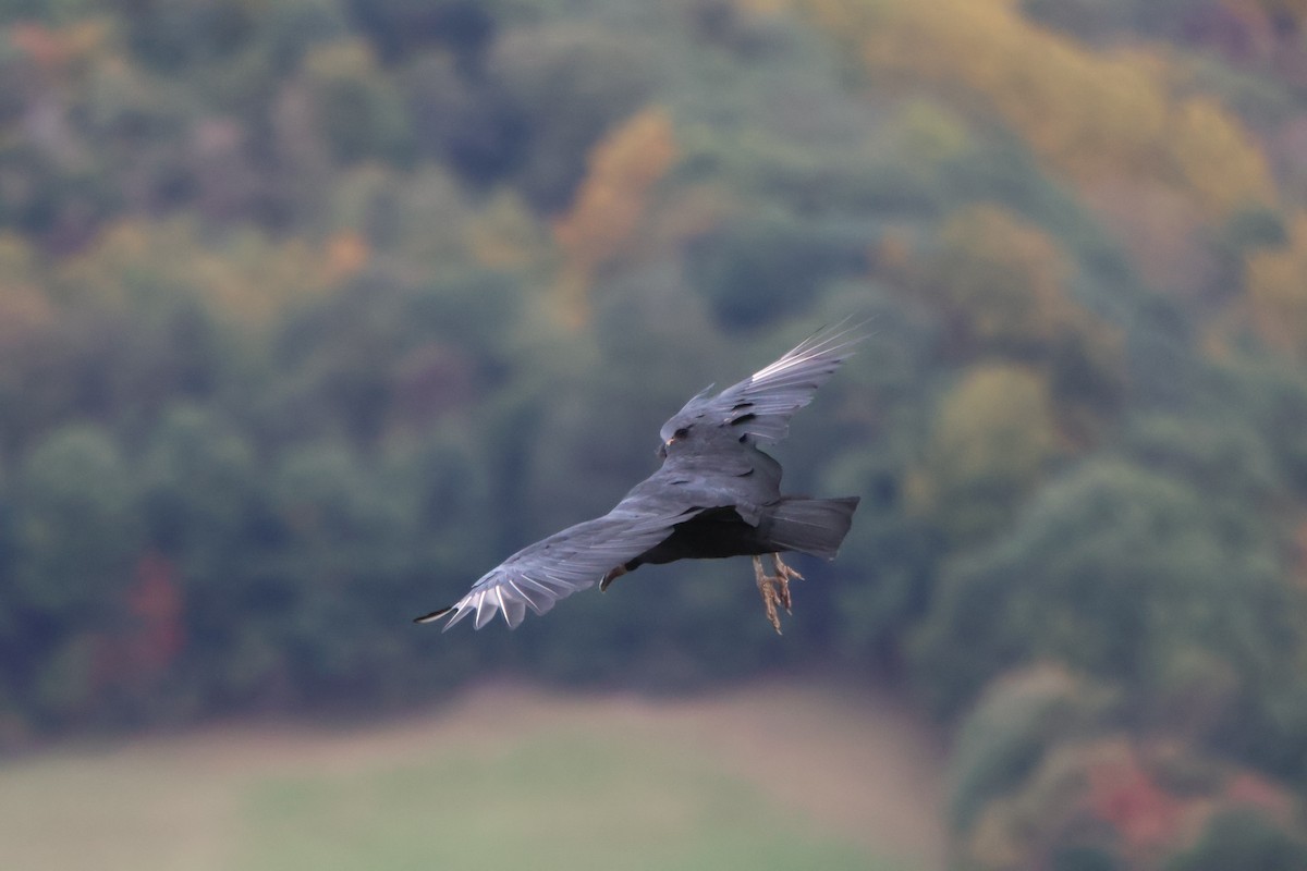 Black Vulture - ML609723217