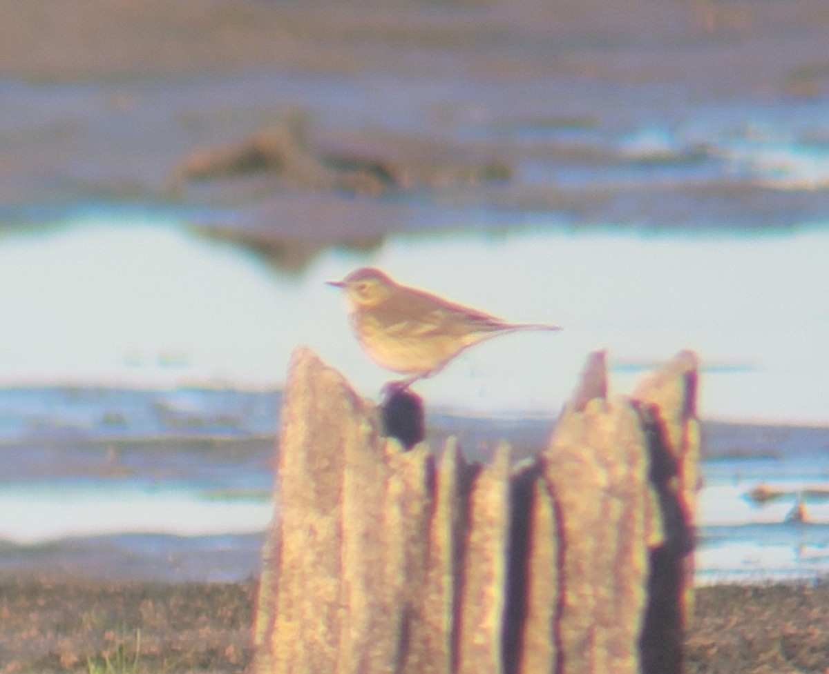 American Pipit - ML609723408