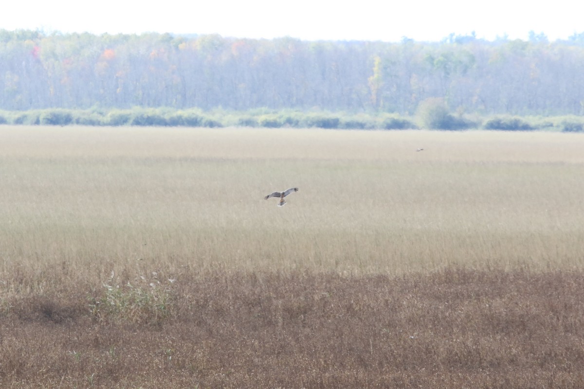 Northern Harrier - ML609723482