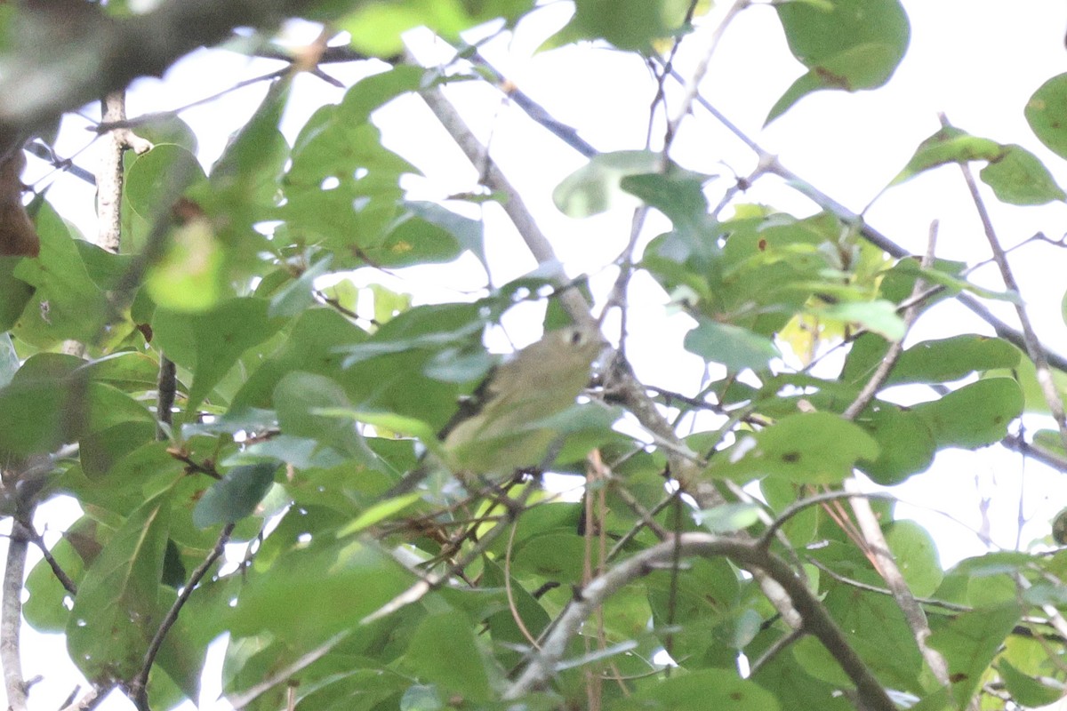 Ruby-crowned Kinglet - ML609723710